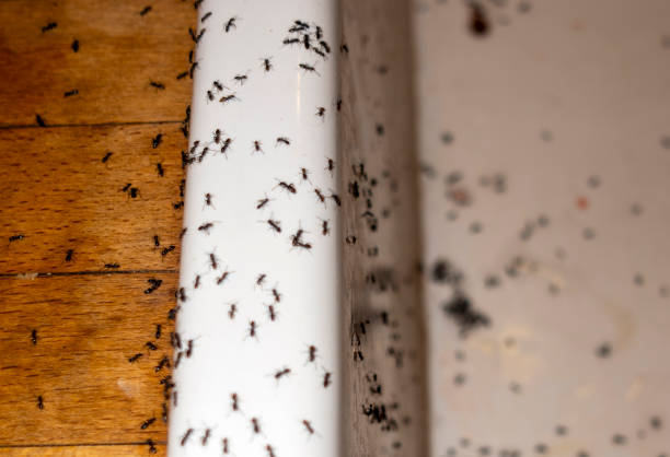 Best Flea Control Services  in Piedmont, AL