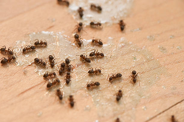 Best Bed Bug Extermination  in Piedmont, AL