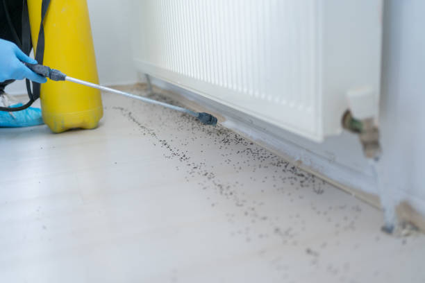 Wasp Removal Services in Piedmont, AL